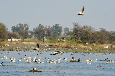 sultanpur bird sanctuary day trip from delhi by car
